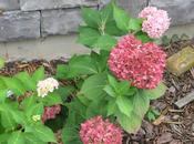 Hortensias: Hydrangea