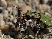 Cicindela maroccana