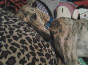 Galga perdida zona Vallecas (Madrid). URGENTE ENCONTRARLA!!