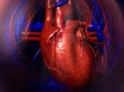 Clover: valvula cardiaca, duradera hemocompatible