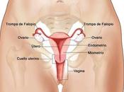 Incidencia cáncer útero aparato reproductor femenino