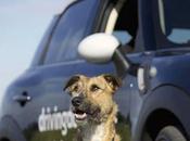 Porter, primer perro conductor… #DrivingDogs