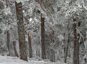 bosque nevado