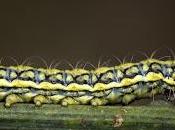 Heterogynis