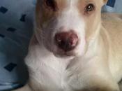 CANIJO, cachorrito meses medio tamaño mediano Madrid URGENTE!!!