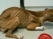 Necesitamos hogar URGENTISIMO para Raspa. Rioja.