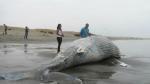 Encuentran ballena muerta playa brasileña
