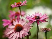 Echinacea purpurea