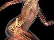 Apuntes Anatomía