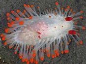 Nudibranquios navideños