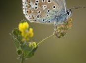 Lysandra bellargus (Rottemburg, 1775) niña celeste