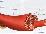 músculo grande fuerte?