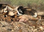 Buitre leonado gran cielo-griffon vulture ,the bird heaven