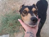 Mucho tiempo calle, abandonado maltratado. (sevilla)