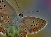 Aricia montensis (Denis Schiffermüller, 1775) Morena serrana