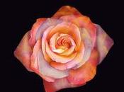 Peores lecturas 2012