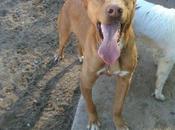 Nano precioso activo podenco