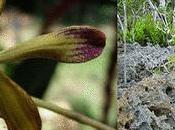 Descubren nuevas especies orquídea Cuba