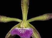 Descubiertas nuevas especies Orquídeas Cuba