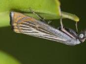 Chrysoteuchia culmella (Linnaeus, 1758)