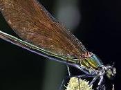 Calopteryx virgo (Linnaeus, 1758) Caballito diablo