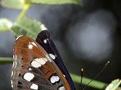 Limenitis reducta (Staudinger, 1901) Ninfa bosque, arroyos