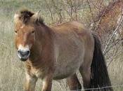 caballos Przewalski nueva familia Reserva Cebrián