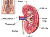 Diferentes síntomas asociados insuficiencia renal crónica