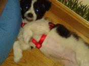 Sam, otro aparecido Reyes