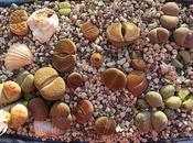 Lithops, cactus piedra