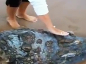 Hallan cabeza enorme cocodrilo playa sudafricana