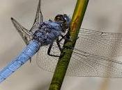 Orthetrum brunneum (Fonscolombe, 1837) Libélula azul