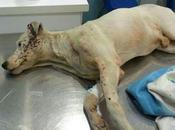 SPIRIT, enfermo abandonado. (Sevilla).