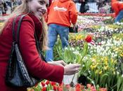 Tulpendag, tulipán Amsterdam