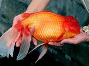 Pesca colores gigante