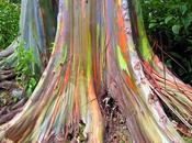 Eucalipto multicolor Eucalyptus deglupta