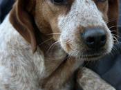 Happy, bretona adopción.