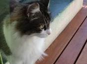 Gatos, Alicia Infante
