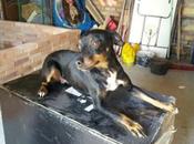 Mini pinscher‏ adopción.