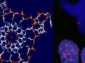 Científicos encuentran molécula cuatro hélices podría ayudar combatir cáncer