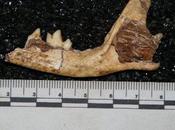 Descubren fósil nueva especie zorro Sudáfrica