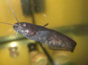 Alevines siluro comiendo pellets