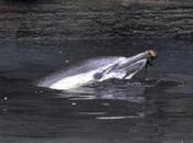 Delfín muere atrapado Nueva York (incluye video)