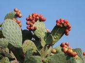 Nopal Opuntia ficus-indica