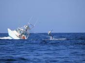 Moby Dick 2.0: marlin negro hunde barco pesca Panamá