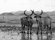 Literatura Afrocostarricense contexto histórico-litearion nacional