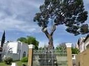 pino estuvo batalla?