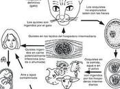 Cuestionar sobre cómo afecta parásito