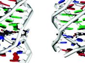 cuadratura ADN: cuatro cadenas mejor dos…