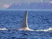 Iceberg, Orca Blanca